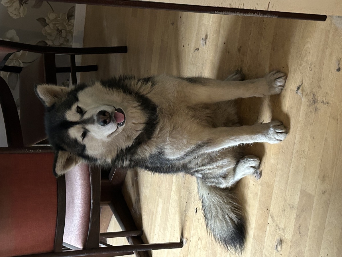 Malamute Pack Operations