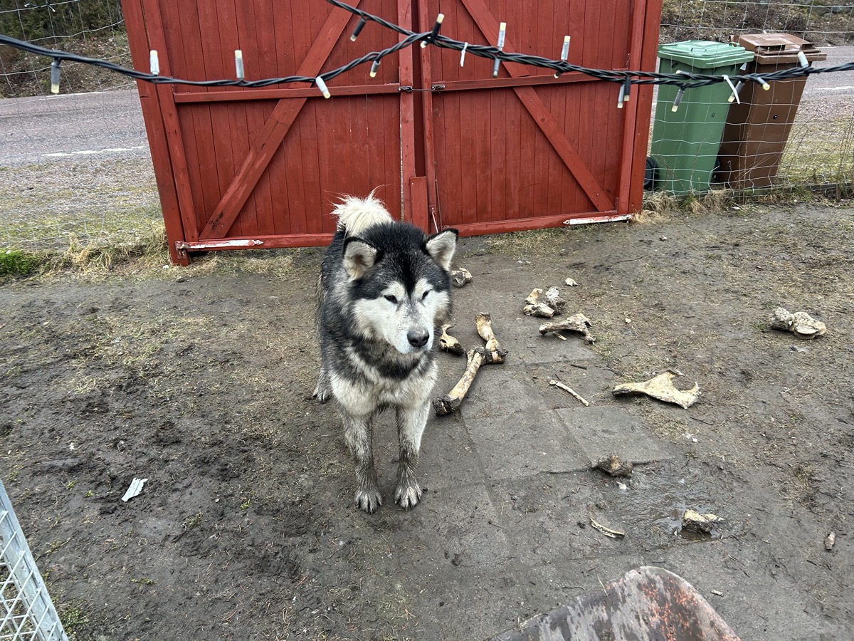 Kennel cleanout operations